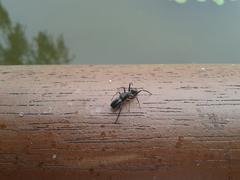 Myrmarachne japonica