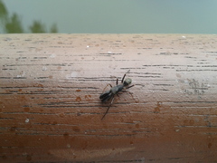 Myrmarachne japonica