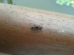 Myrmarachne japonica