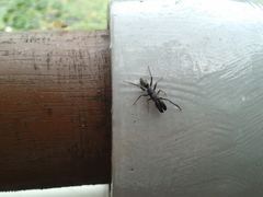 Myrmarachne japonica