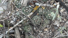 Coryphantha neglecta
