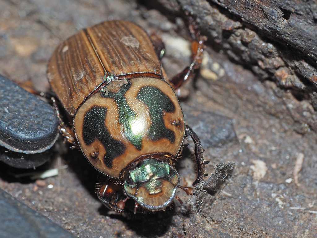 Onitis picticollis