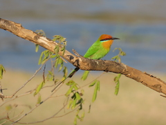 Boehm's Bee-Eater photo 5