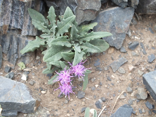 Image of Saussurea pricei by no rights reserved