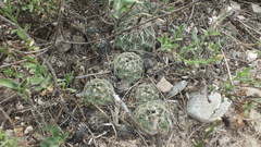 Coryphantha neglecta