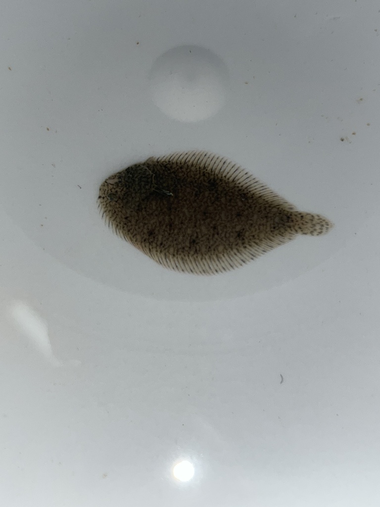 Solea ovata