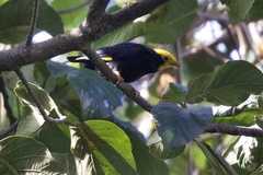 Ampeliceps coronatus