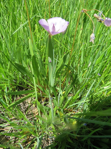 Image of Calochortus nudus by (c) Garth Harwood, some rights reserved (CC BY)