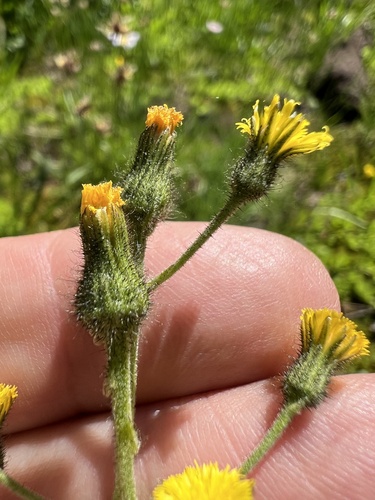 Image of Hieracium triste by (c) Steve Matson, some rights reserved (CC BY)