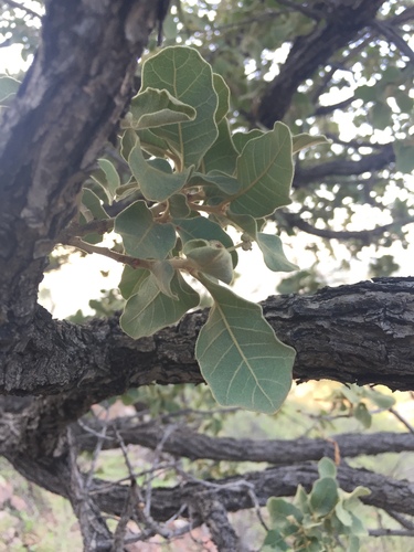 Image of Quercus chihuahuensis by (c) Oscar C. González Martínez, some rights reserved (CC BY-SA)