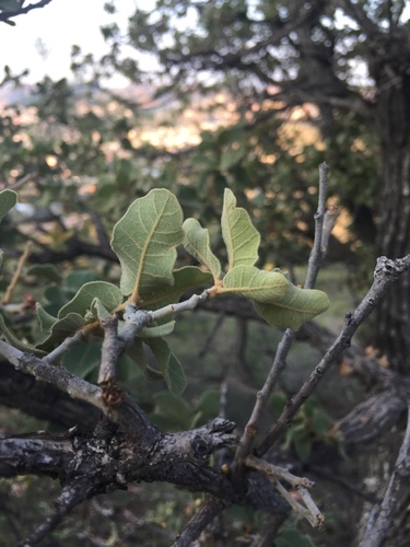 Image of Quercus chihuahuensis by (c) Oscar C. González Martínez, some rights reserved (CC BY-SA)