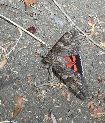 Irene's Underwing photo 2