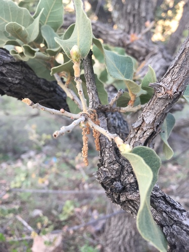 Image of Quercus chihuahuensis by (c) Oscar C. González Martínez, some rights reserved (CC BY-SA)