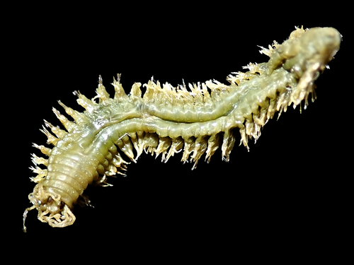 Platynereis australis