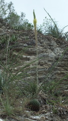 Agave victoriae-reginae