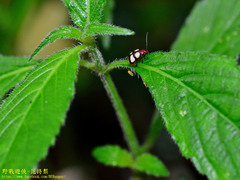 Hemipyxis quadrimaculata