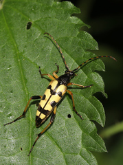 Rutpela maculata