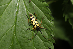 Rutpela maculata