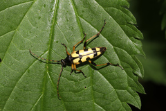 Rutpela maculata
