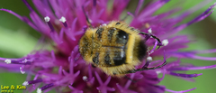 Lasiotrichius succinctus