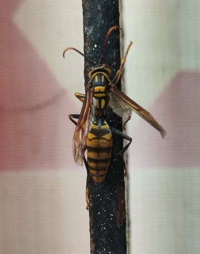 Rothney's Paper Wasp