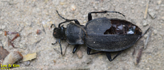Carabus wulffiusi