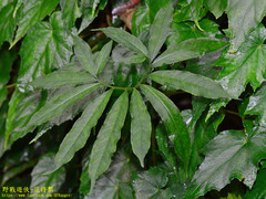 Arisaema heterophyllum