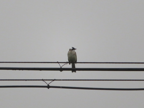 Light-vented Bulbul