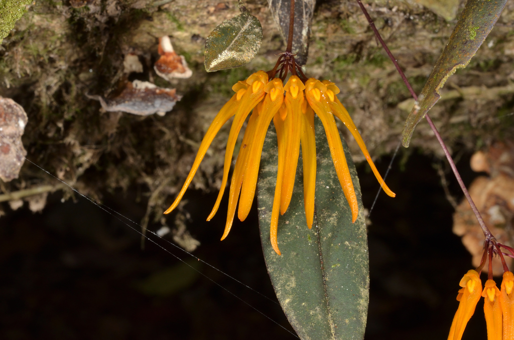Bulbophyllum thaiorum J.J.Sm. 3
