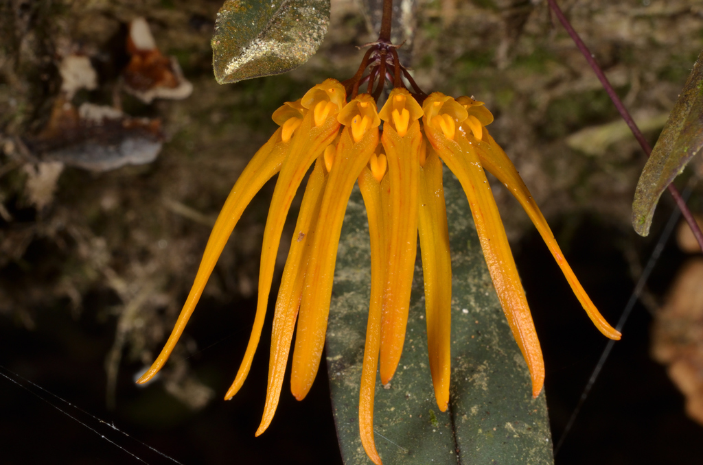 Bulbophyllum thaiorum J.J.Sm. 4