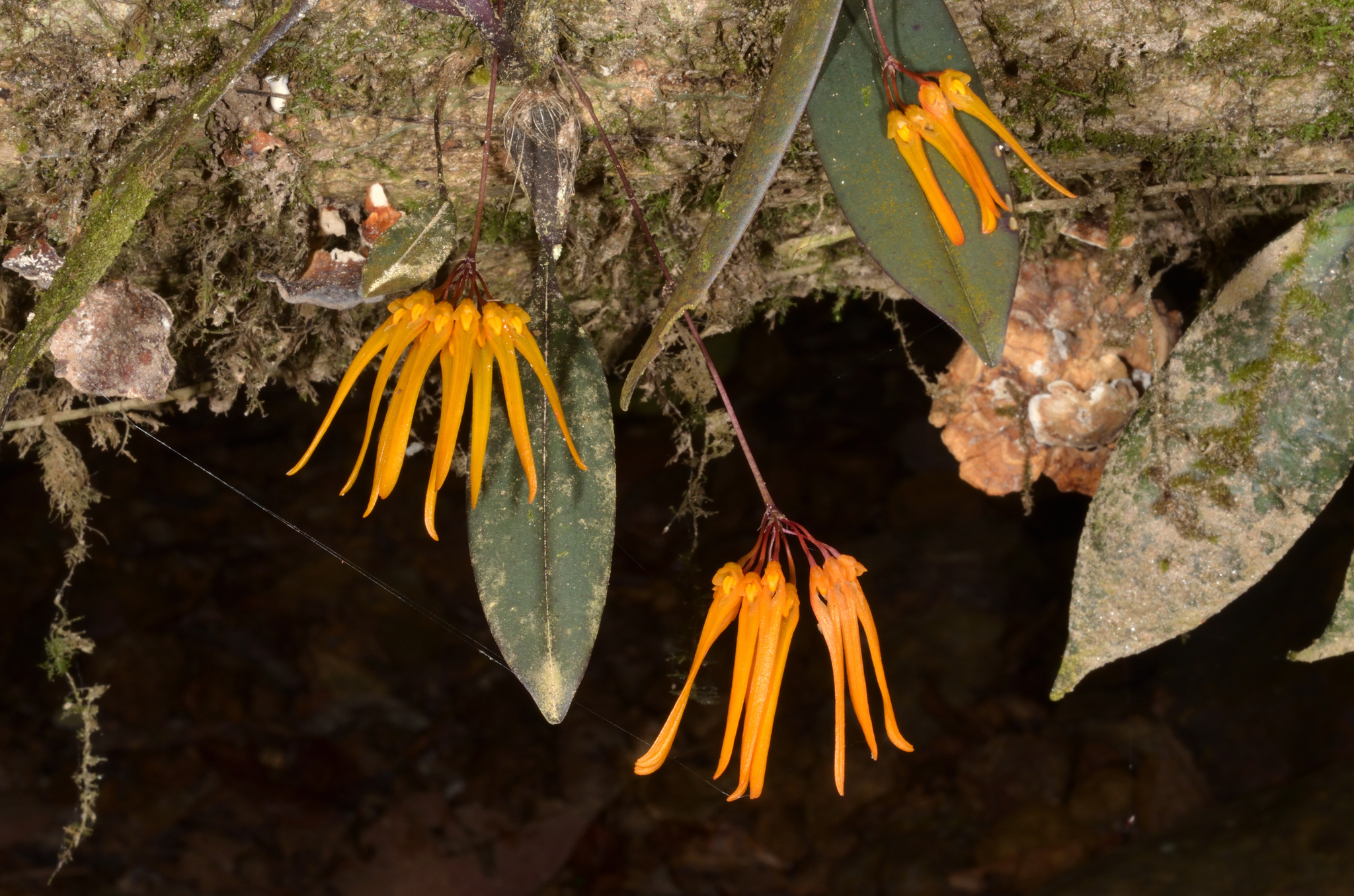 Bulbophyllum thaiorum (Bulbophyllum thaiorum)