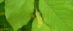 Sphedanolestes impressicollis