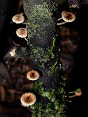 Crinipellis filiformis