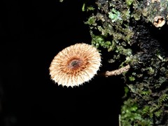 Crinipellis filiformis