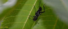 Rhaphuma gracilipes