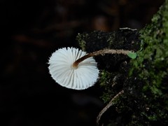 Crinipellis filiformis