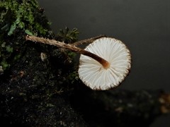 Crinipellis filiformis