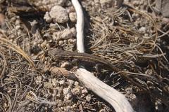 Sceloporus slevini