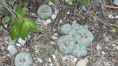Lophophora williamsii