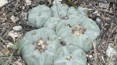 Lophophora williamsii
