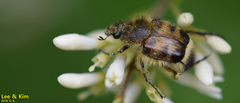 Lasiotrichius succinctus