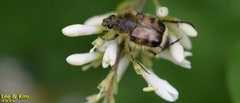 Lasiotrichius succinctus