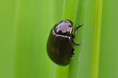 Chrysolina oricalcia