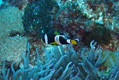 Amphiprion latezonatus