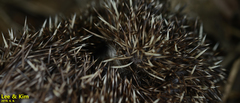Erinaceus amurensis