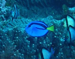 Paracanthurus hepatus