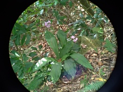 Calanthe masuca