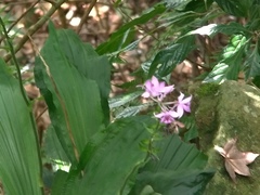Calanthe masuca