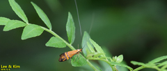 Nemophora