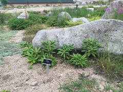 Rhododendron brachycarpum